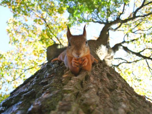 Yoga & pratique d'Automne